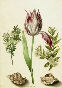 Tulip, two Branches of Myrtle and two Shells, c.1700